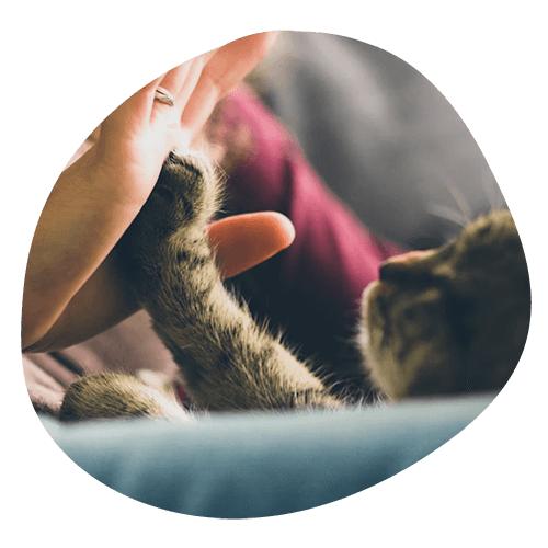 cat hi-5 person